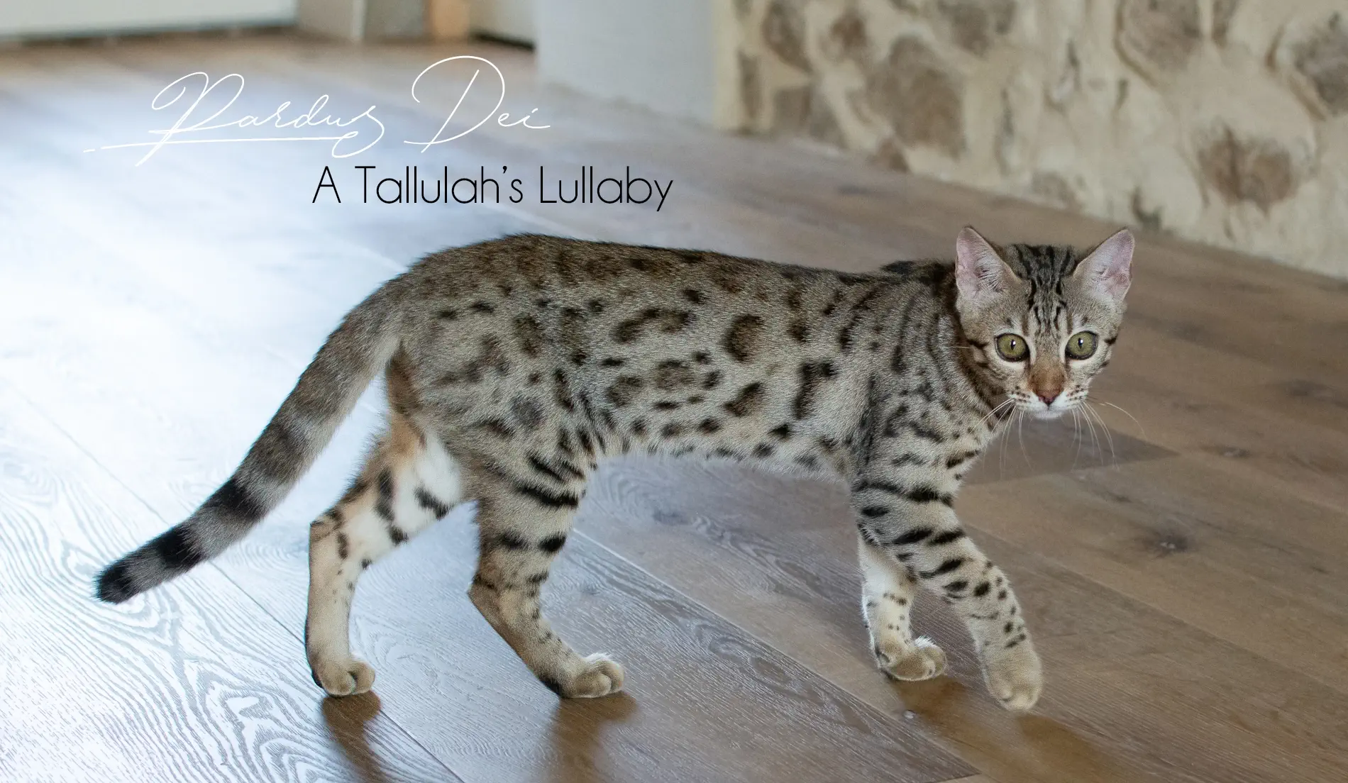 Chat Bengal